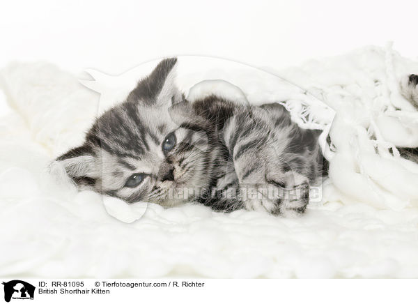 Britisch Kurzhaar Ktzchen / British Shorthair Kitten / RR-81095