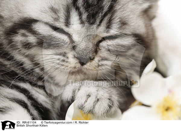 Britisch Kurzhaar Ktzchen / British Shorthair Kitten / RR-81104