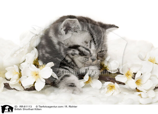 Britisch Kurzhaar Ktzchen / British Shorthair Kitten / RR-81113