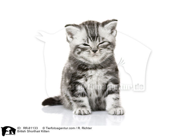 Britisch Kurzhaar Ktzchen / British Shorthair Kitten / RR-81133