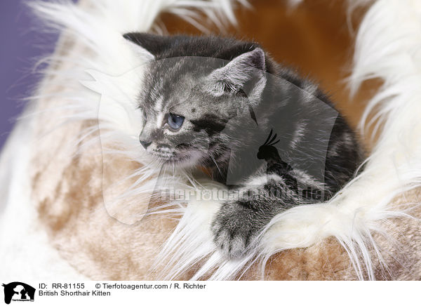 Britisch Kurzhaar Ktzchen / British Shorthair Kitten / RR-81155