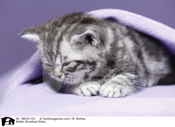 Britisch Kurzhaar Ktzchen / British Shorthair Kitten / RR-81170