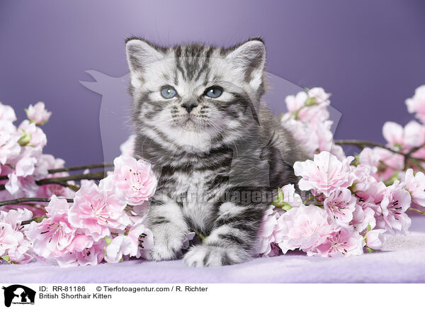 Britisch Kurzhaar Ktzchen / British Shorthair Kitten / RR-81186
