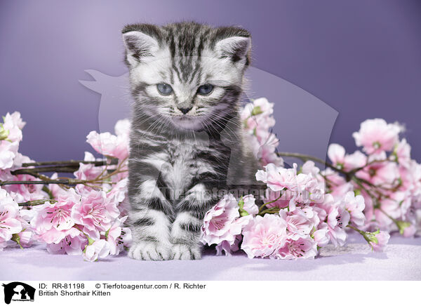 Britisch Kurzhaar Ktzchen / British Shorthair Kitten / RR-81198