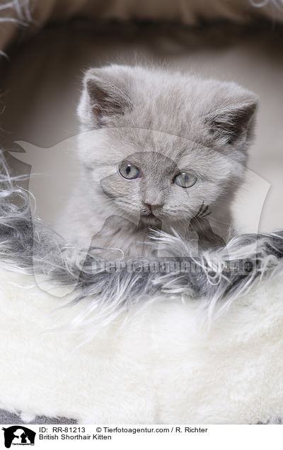 Britisch Kurzhaar Ktzchen / British Shorthair Kitten / RR-81213