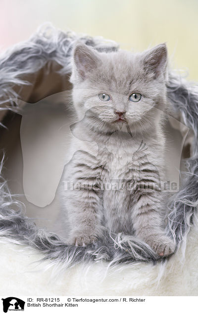 Britisch Kurzhaar Ktzchen / British Shorthair Kitten / RR-81215