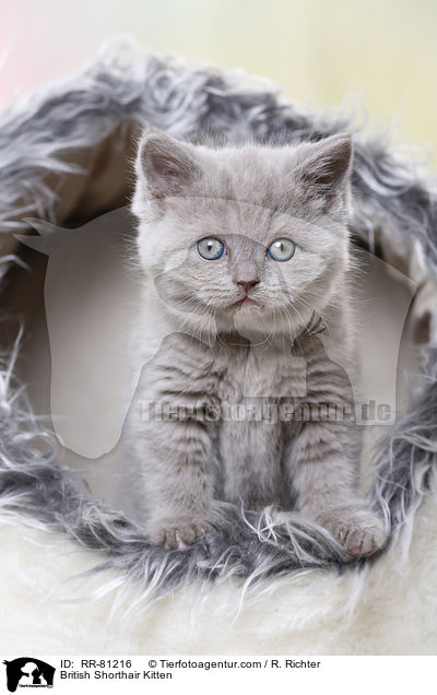 Britisch Kurzhaar Ktzchen / British Shorthair Kitten / RR-81216