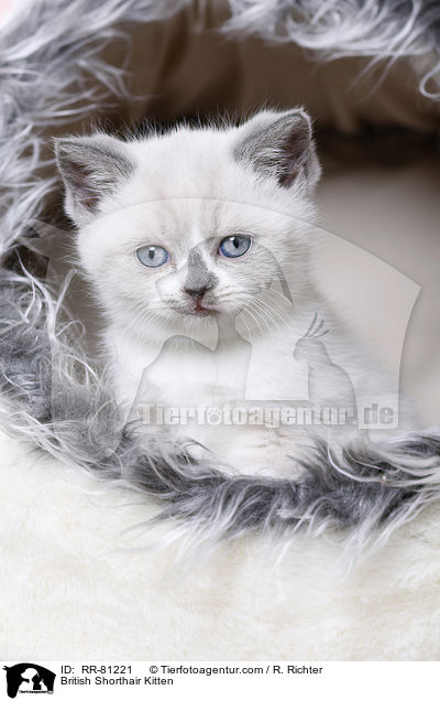 Britisch Kurzhaar Ktzchen / British Shorthair Kitten / RR-81221