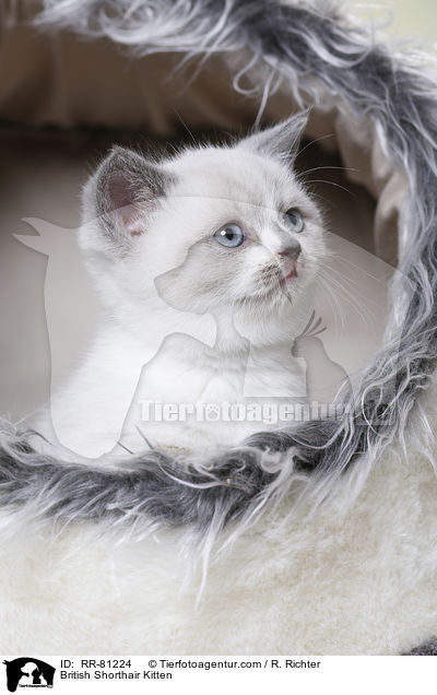 Britisch Kurzhaar Ktzchen / British Shorthair Kitten / RR-81224