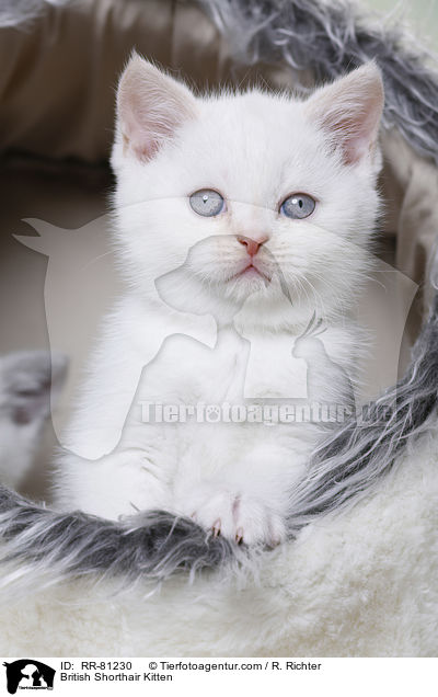 Britisch Kurzhaar Ktzchen / British Shorthair Kitten / RR-81230