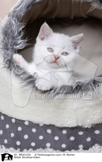 Britisch Kurzhaar Ktzchen / British Shorthair Kitten / RR-81232