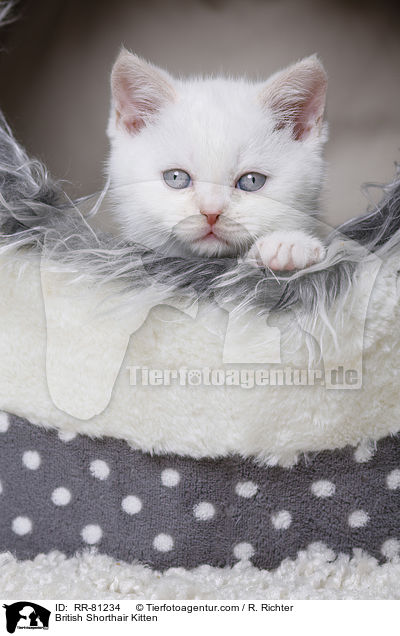 Britisch Kurzhaar Ktzchen / British Shorthair Kitten / RR-81234