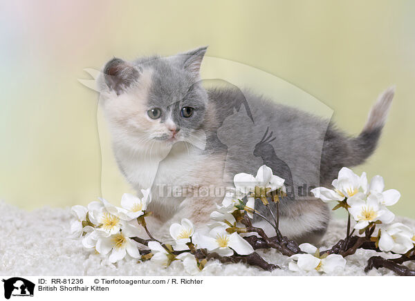 Britisch Kurzhaar Ktzchen / British Shorthair Kitten / RR-81236
