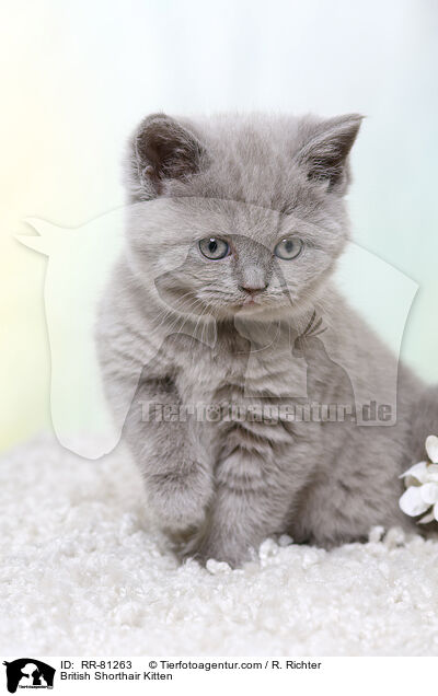 Britisch Kurzhaar Ktzchen / British Shorthair Kitten / RR-81263