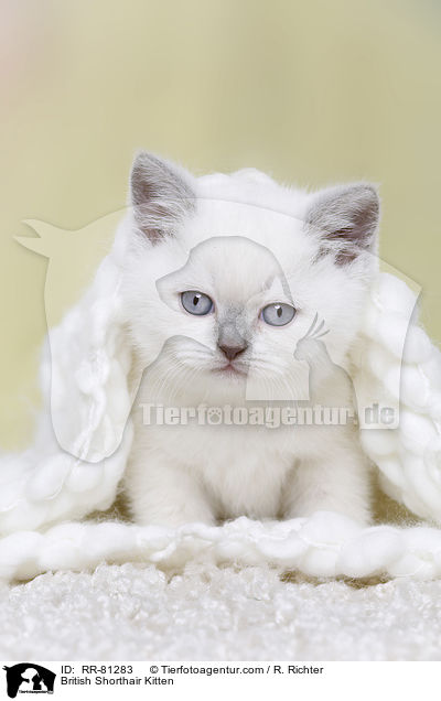 Britisch Kurzhaar Ktzchen / British Shorthair Kitten / RR-81283