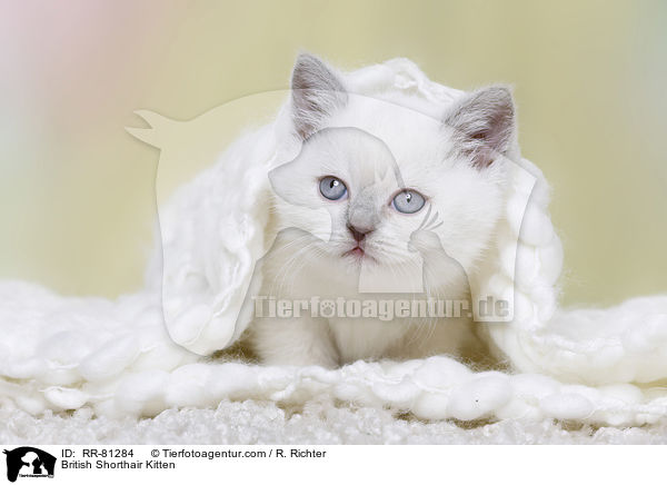 Britisch Kurzhaar Ktzchen / British Shorthair Kitten / RR-81284