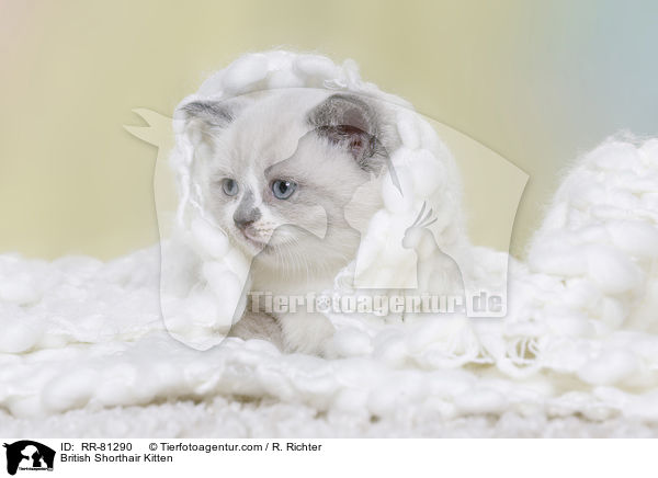 Britisch Kurzhaar Ktzchen / British Shorthair Kitten / RR-81290