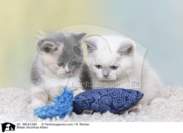 Britisch Kurzhaar Ktzchen / British Shorthair Kitten / RR-81298