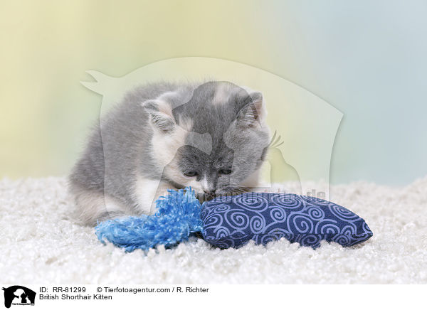 Britisch Kurzhaar Ktzchen / British Shorthair Kitten / RR-81299