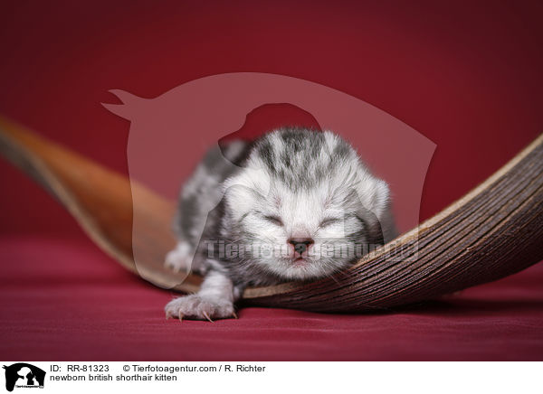 neugeborenes Britisch Kurzhaar Ktzchen / newborn british shorthair kitten / RR-81323