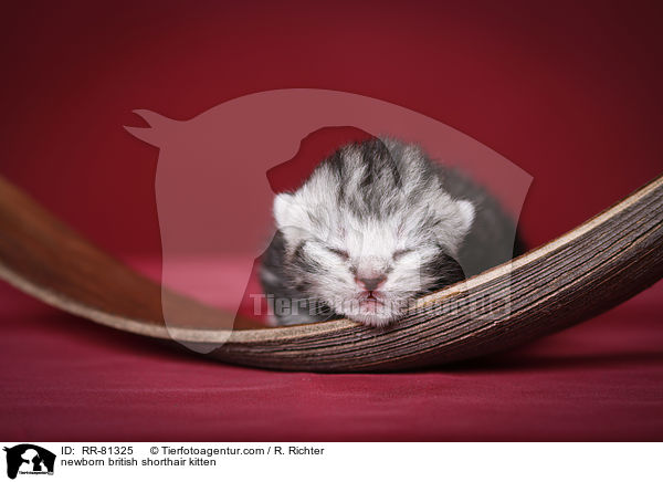 neugeborenes Britisch Kurzhaar Ktzchen / newborn british shorthair kitten / RR-81325