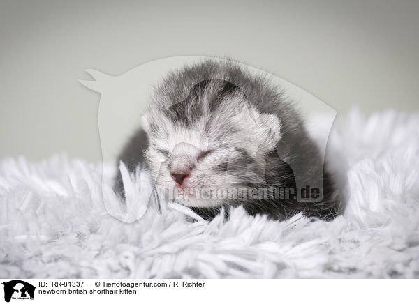 neugeborenes Britisch Kurzhaar Ktzchen / newborn british shorthair kitten / RR-81337