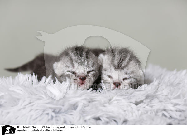 neugeborene Britisch Kurzhaar Ktzchen / newborn british shorthair kittens / RR-81343