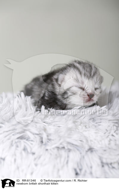 neugeborenes Britisch Kurzhaar Ktzchen / newborn british shorthair kitten / RR-81346