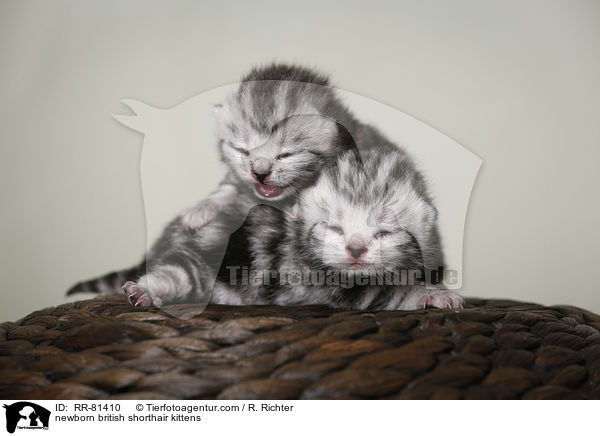 neugeborene Britisch Kurzhaar Ktzchen / newborn british shorthair kittens / RR-81410