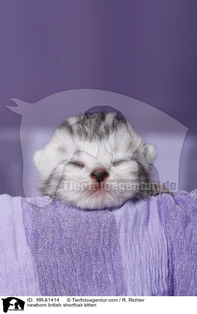 neugeborenes Britisch Kurzhaar Ktzchen / newborn british shorthair kitten / RR-81414