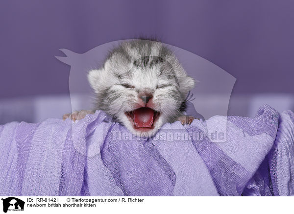 neugeborenes Britisch Kurzhaar Ktzchen / newborn british shorthair kitten / RR-81421