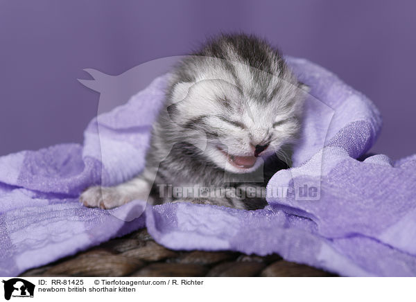 neugeborenes Britisch Kurzhaar Ktzchen / newborn british shorthair kitten / RR-81425