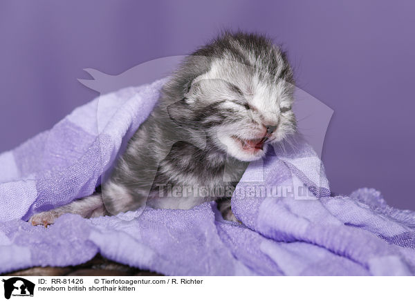 neugeborenes Britisch Kurzhaar Ktzchen / newborn british shorthair kitten / RR-81426