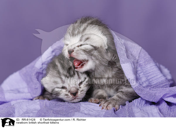 neugeborene Britisch Kurzhaar Ktzchen / newborn british shorthair kittens / RR-81428