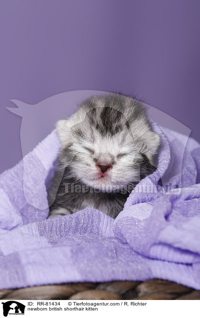 neugeborenes Britisch Kurzhaar Ktzchen / newborn british shorthair kitten / RR-81434