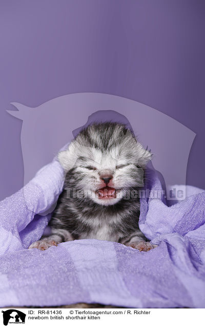 neugeborenes Britisch Kurzhaar Ktzchen / newborn british shorthair kitten / RR-81436