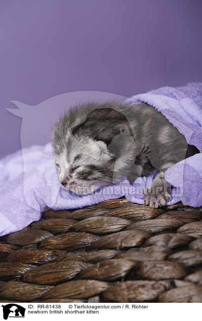 neugeborenes Britisch Kurzhaar Ktzchen / newborn british shorthair kitten / RR-81438