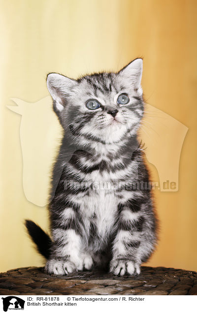 Britisch Kurzhaar Ktzchen / British Shorthair kitten / RR-81878