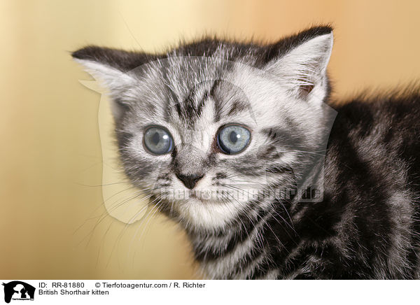 Britisch Kurzhaar Ktzchen / British Shorthair kitten / RR-81880