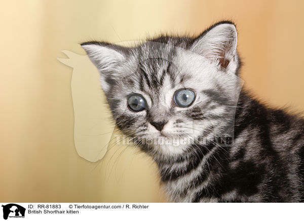 Britisch Kurzhaar Ktzchen / British Shorthair kitten / RR-81883