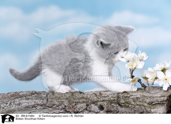 Britisch Kurzhaar Ktzchen / British Shorthair Kitten / RR-81980