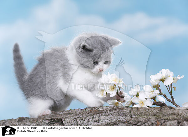 Britisch Kurzhaar Ktzchen / British Shorthair Kitten / RR-81981