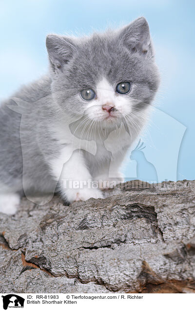 Britisch Kurzhaar Ktzchen / British Shorthair Kitten / RR-81983