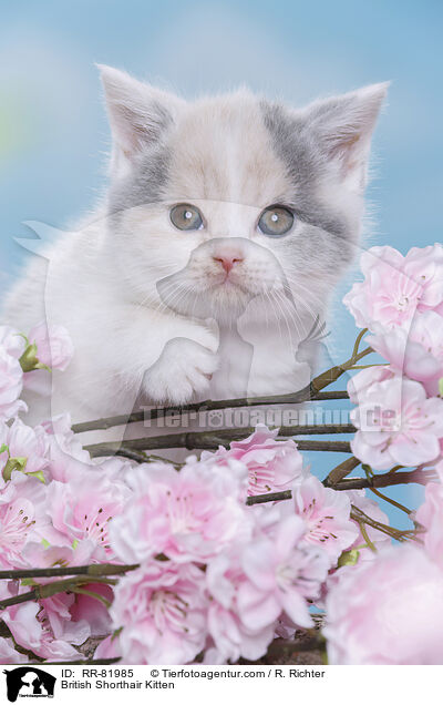 Britisch Kurzhaar Ktzchen / British Shorthair Kitten / RR-81985