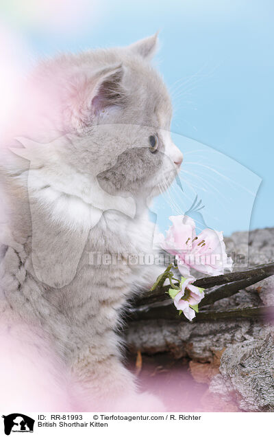 Britisch Kurzhaar Ktzchen / British Shorthair Kitten / RR-81993