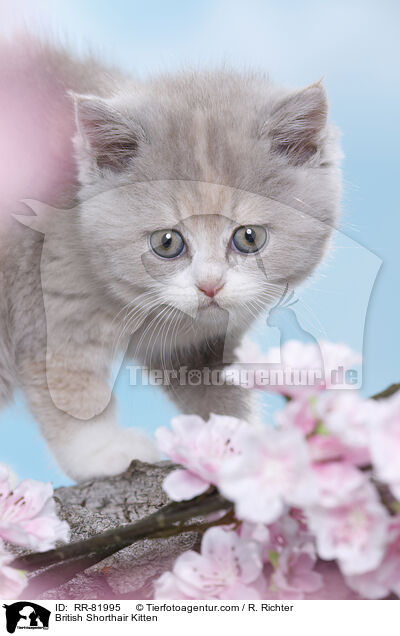 Britisch Kurzhaar Ktzchen / British Shorthair Kitten / RR-81995