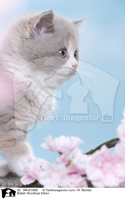 Britisch Kurzhaar Ktzchen / British Shorthair Kitten / RR-81996