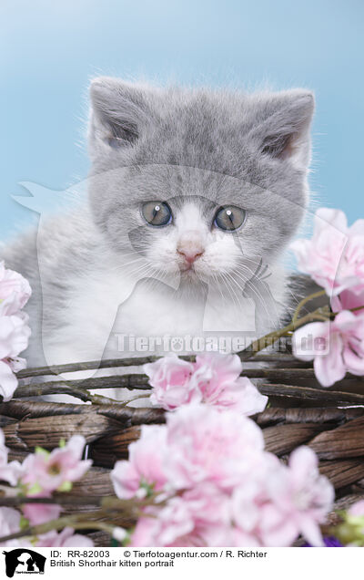 Britisch Kurzhaar Ktzchen Portrait / British Shorthair kitten portrait / RR-82003