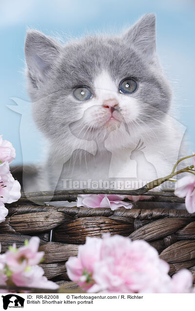 Britisch Kurzhaar Ktzchen Portrait / British Shorthair kitten portrait / RR-82008
