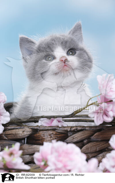 Britisch Kurzhaar Ktzchen Portrait / British Shorthair kitten portrait / RR-82009
